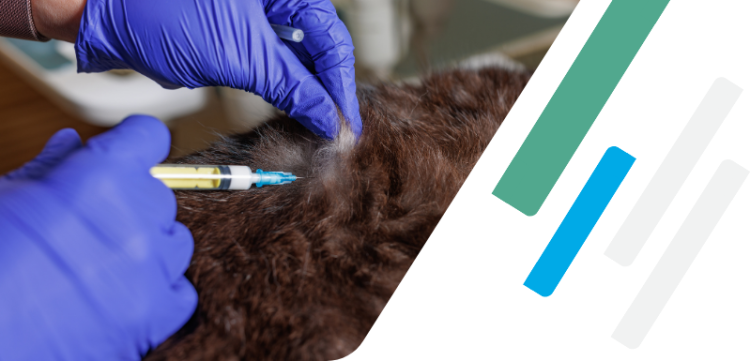 Subcutaneous Injection In Dogs VetFolio