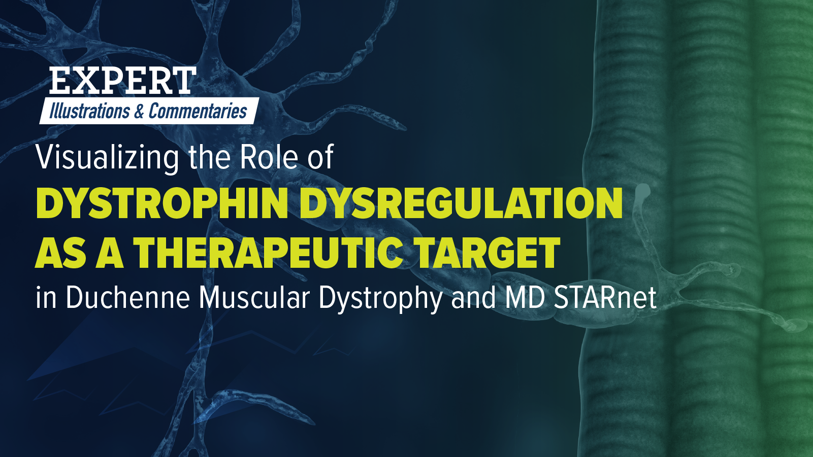 Expert Illustrations & Commentaries™: Visualizing the Role of Dystrophin Dysregulation as a Therapeutic Target in Duchenne Muscular Dystrophy and MD STARnet