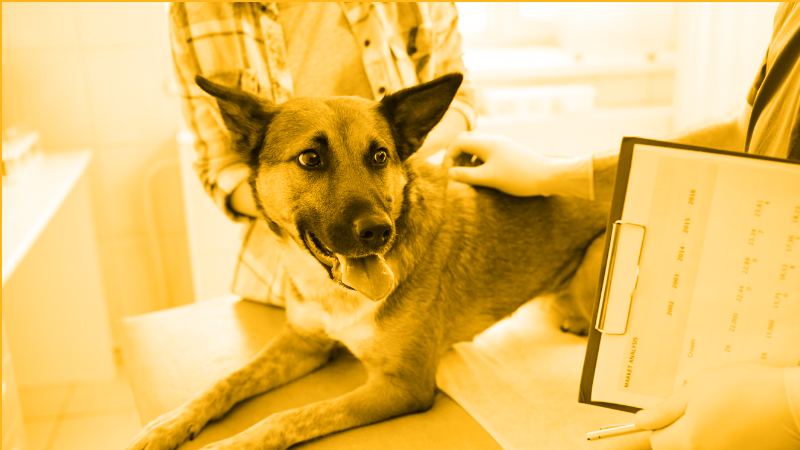 Utilizing the Nu.Q® Vet Cancer Test in Practice