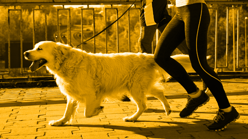 Diagnosing OA & IA Treatments: A Focus on Synovetin OA