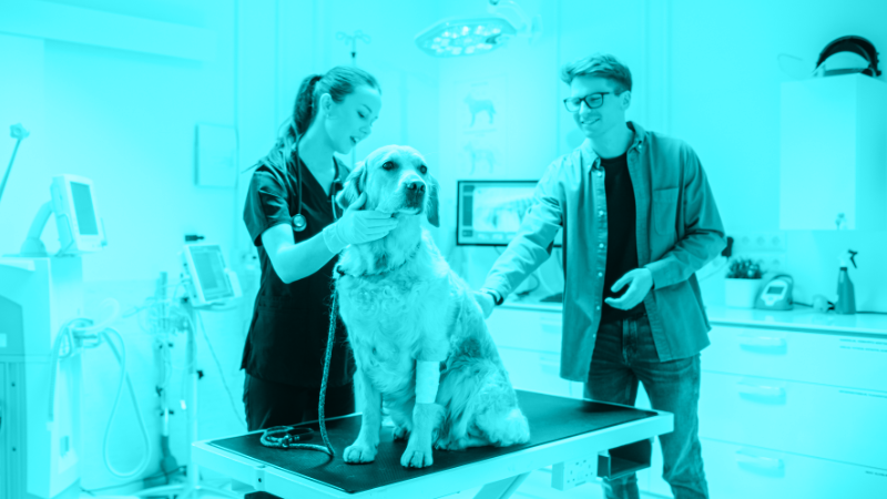 Communicating choices: Supporting informed decisions in veterinary emergencies