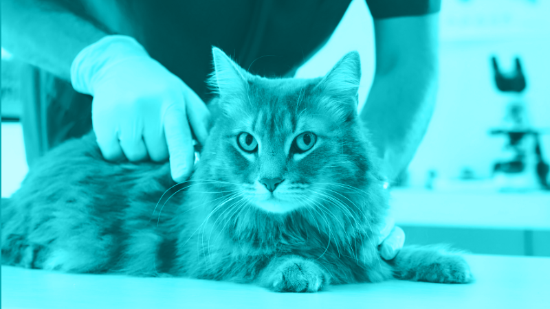 A Peek Behind the Curtain: Taking a Better Approach to HCM in Your Feline Patients