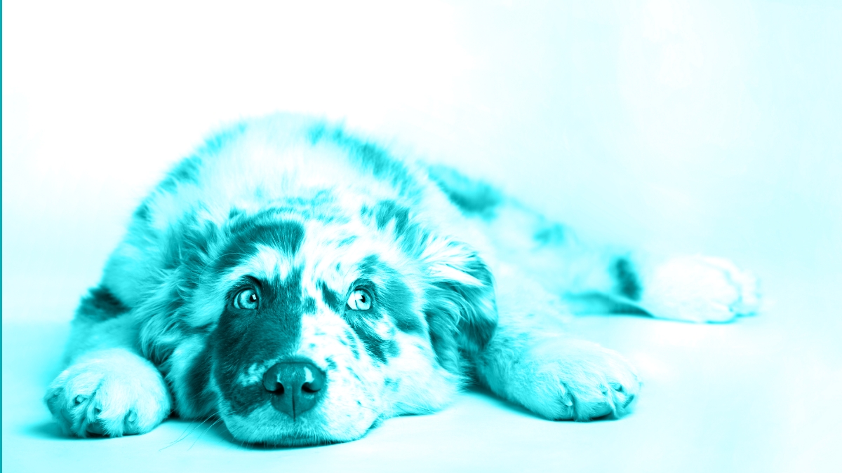 The Must-Know Deets on Canine Diabetes