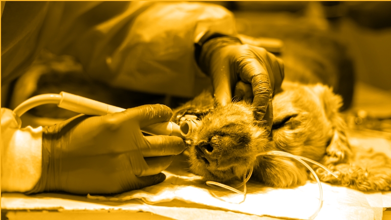 Veterinary Induction Agents, Making the Safest Choice