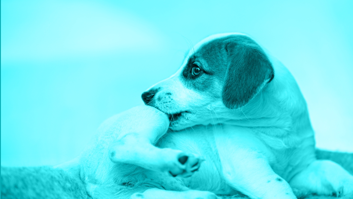 Inside the Itchy Dog: A Real-World, Team-Based    Dermatology Approach