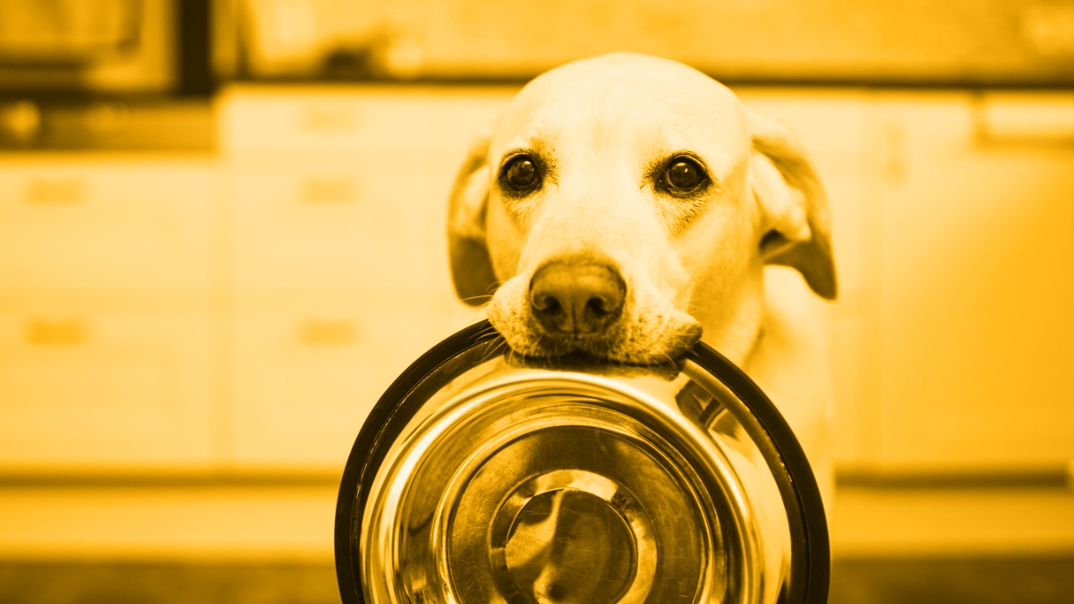 Alternative Pet Foods: From Formulation to Bowl