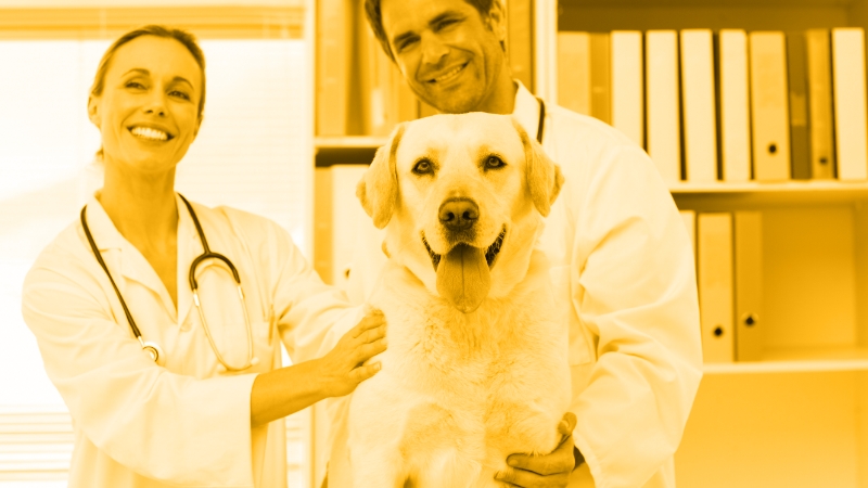 Vet Teams 2.0: The Next Generation! Preparing veterinary teams for the future of client care, technology, & teamwork.