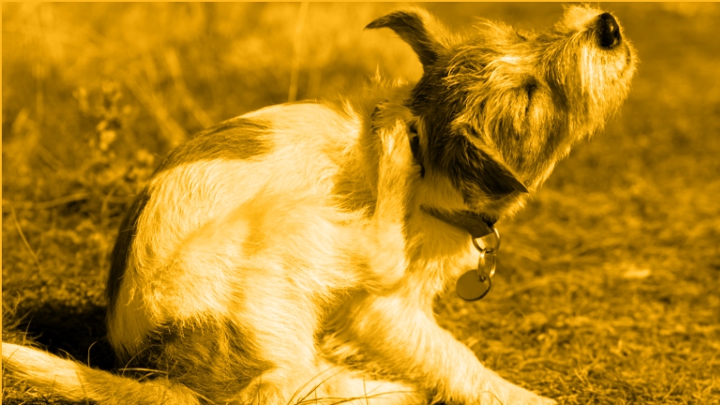 Bioactive Peptide Supplements: Breaking the Itch/Scratch Cycle