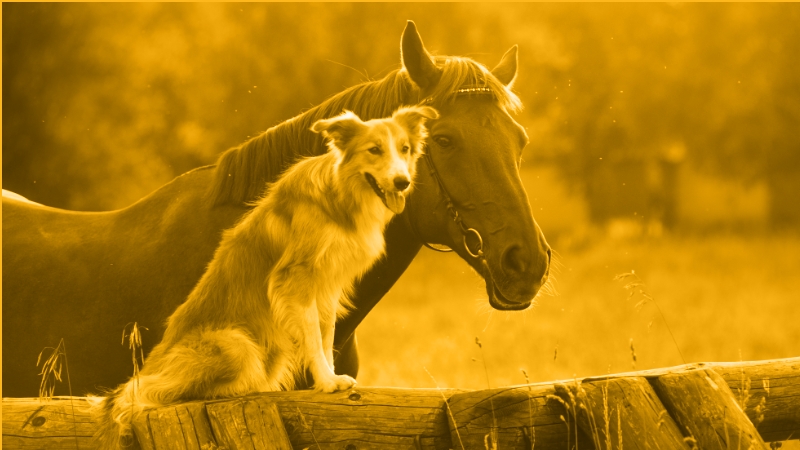 Harnessing the Transformative Power of Laser Therapy for Canine and Equine Health and Performance