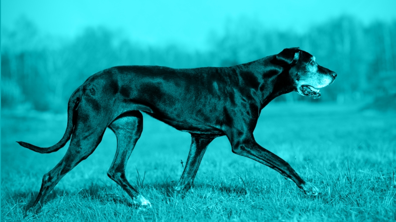 Nonsurgical Management of Canine Degenerative Joint Disease
