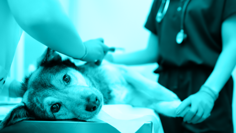 Gilvetmab: A Novel Immunotherapy in the Fight Against Cancer