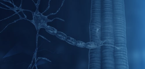Rewiring Recovery: Evidence-Based Approaches to Managing Chronic Inflammatory Demyelinating Polyneuropathy