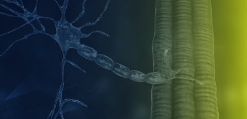 Identifying and Treating Generalized Myasthenia Gravis in the Modern Era